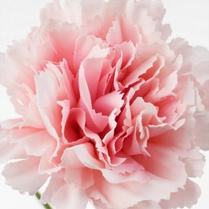 СМИККА Цветок искусственный гвоздика/розовый 30 см - Артикул: 404.097.37