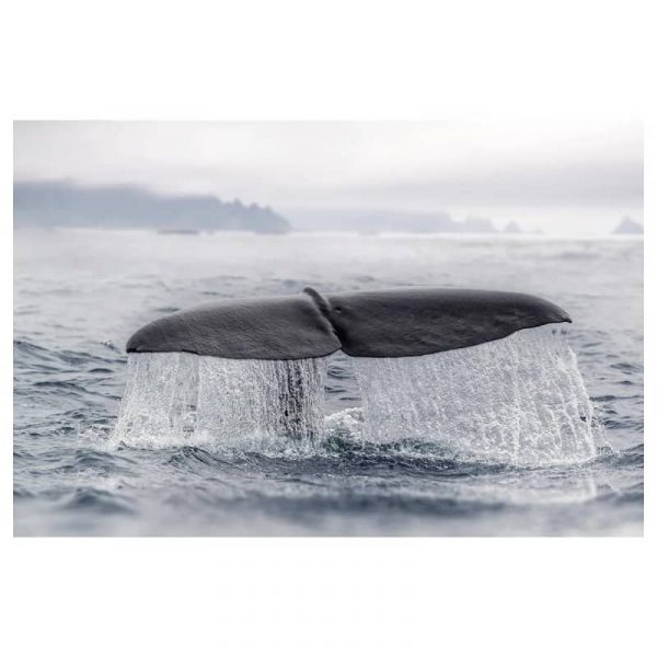 БЬЁРКСТА Холст, хвост кита 118x78 см - 605.093.97