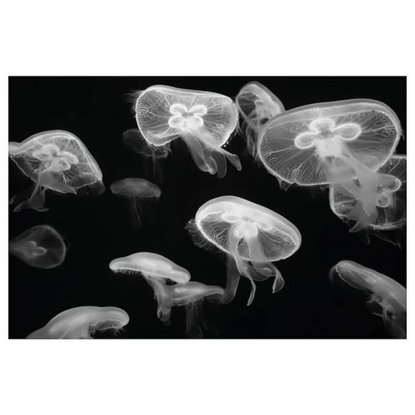 ПЬЕТТЕРИД Картина, медуза 118x78 см - 605.180.52